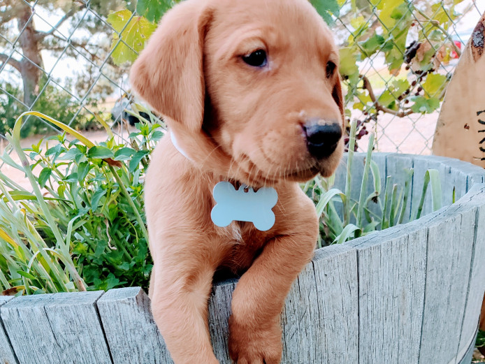 Purebred Gorgeous Red Fox Labradors