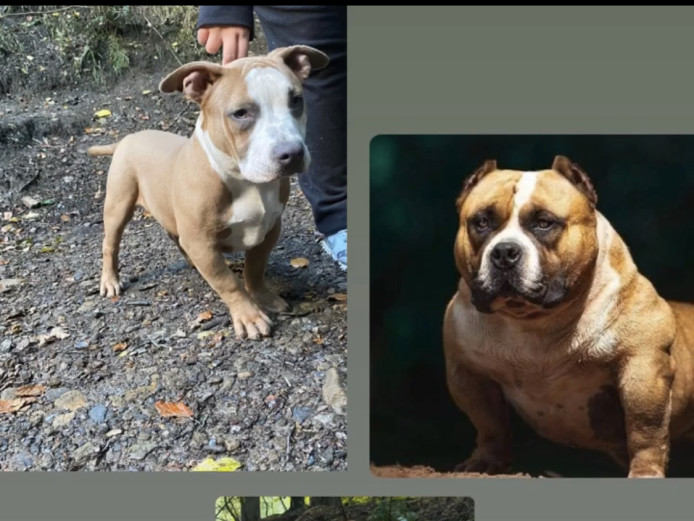 American pocket bully
