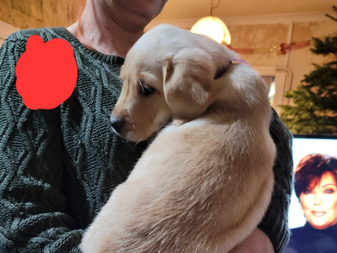 Golden/fox red Labrador 