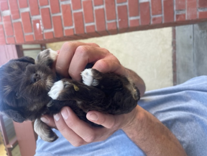 Beautiful Mini Schnauzers