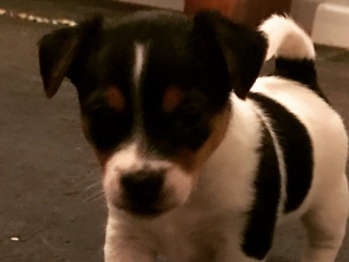 Beautiful Miniature Jack Russell Puppies Jack Russell for Sale