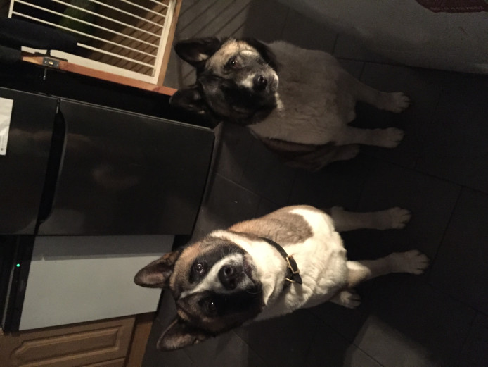 2 japanese akitas