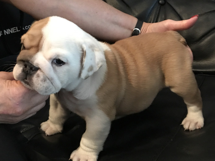 Bulldog pups 
