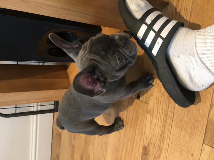 French bulldogs for sale ready now