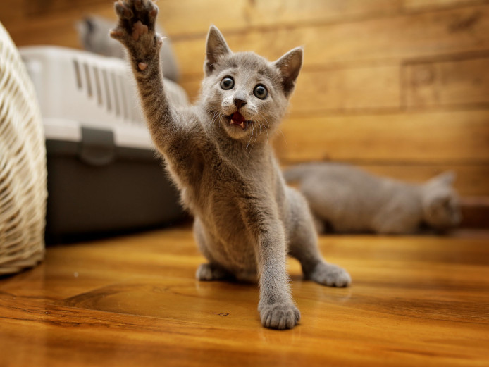 Pure Pedigree Russian Blue