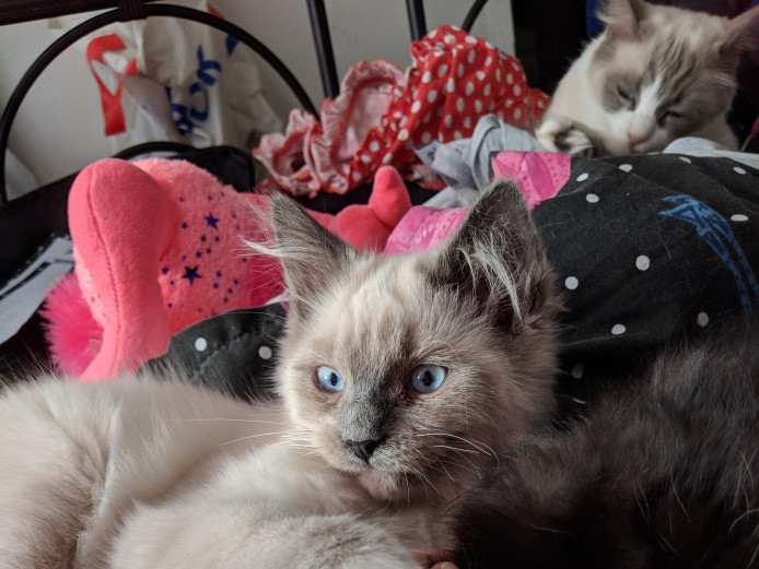 Beautiful blue point mitted boy ragdoll available now