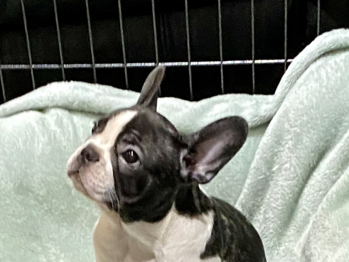 Beautiful pied Male French Bulldog 