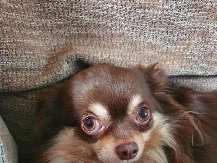 Perfect little chiuhauhas 