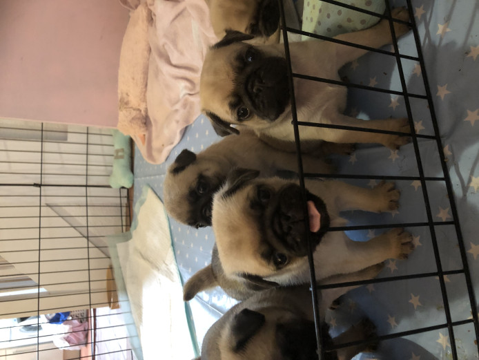 6 Pug puppies in Devon