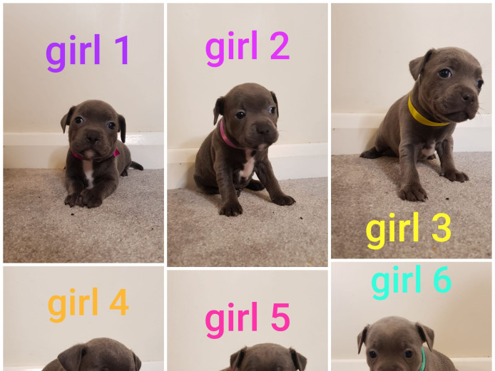 Kc champion blue Staffordshire bull terrier puppies 