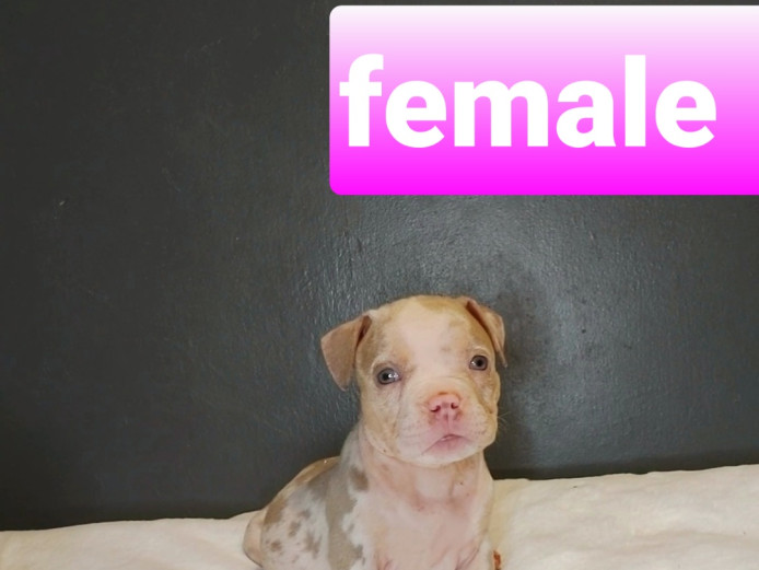 ABKC American Pocket Bullies 
