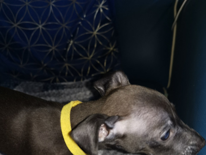 Italian Greyhound/Miniature Pincher Cross