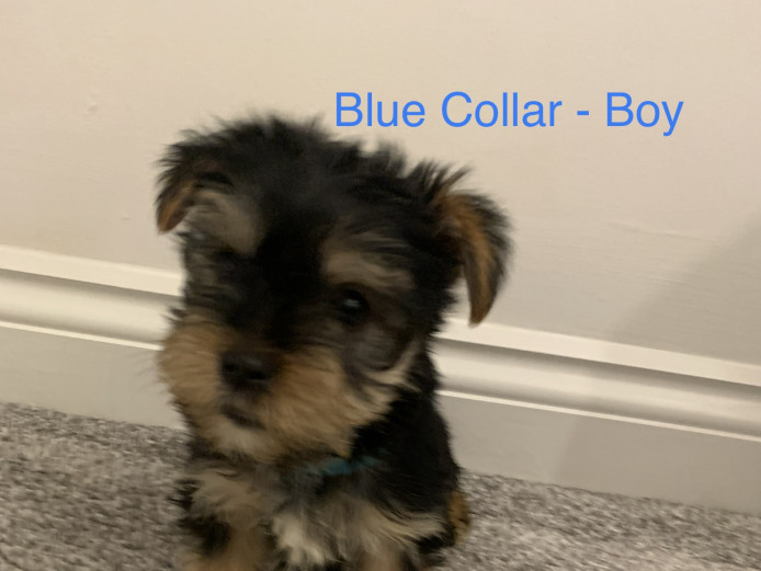 Yorkshire Terrier Puppies - READY NOW!