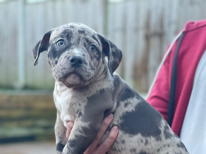 American pocket bully’s puppies ready now