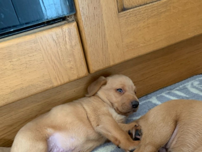Chunky Labrador Retriever Puppies