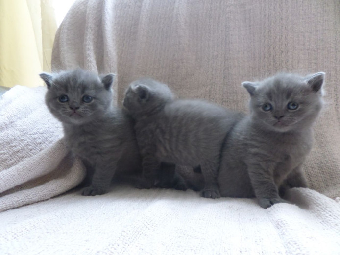 Male And Female British Shorthair Kittens
