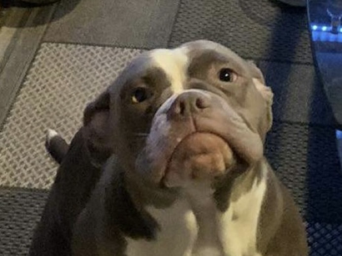 Olde Tyme bulldog x mastiff,10Months, Female