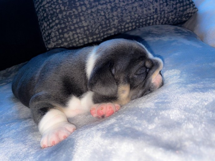 Adorable English Bulldog Puppies