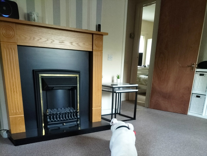 American bulldog cross