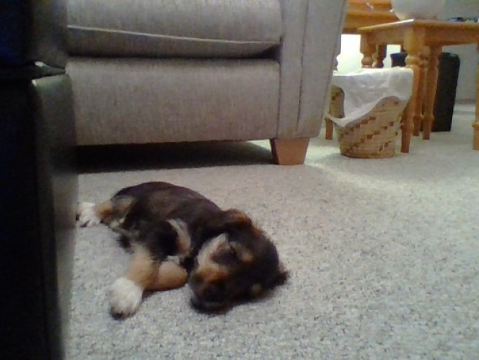 Miniature Schnauzer Jack Russell X (male) Miniature Schnauzer for