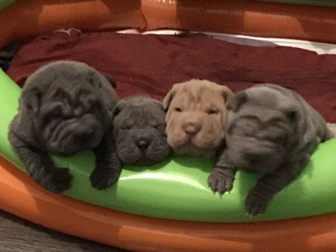 Brush Coat Shar Pei Puppies Shar Pei for Sale Greater Manchester