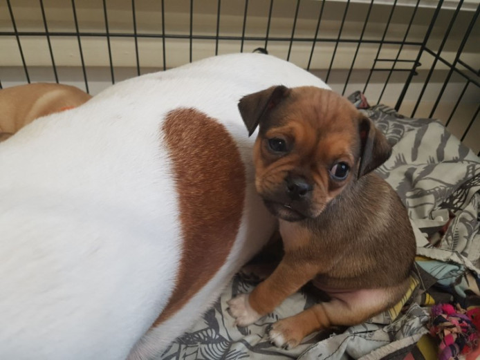 1 Jug Puppie For Sale Jug for Sale West Midlands Mypetzilla
