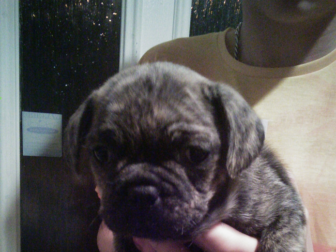 Frugs French bulldog x pug