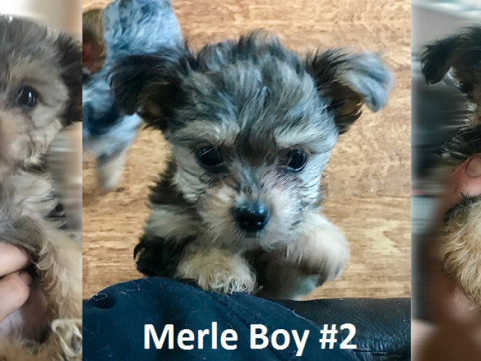 x3 Boy Chihuahuas For Sale 9 Weeks Old