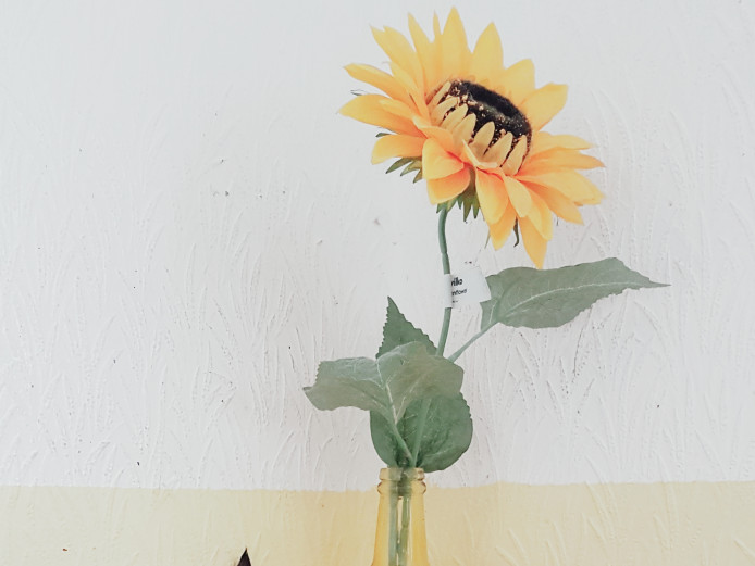 4 gorgeous chihuaha puppies 