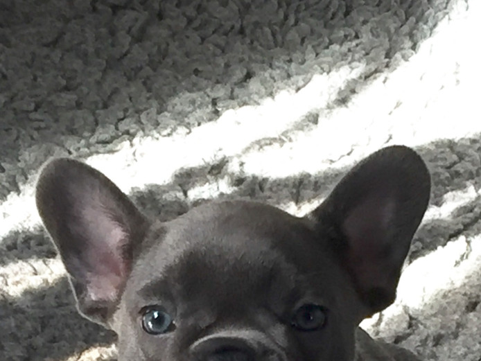 Quality, true to type , health tested , blue carrying chocolate females  