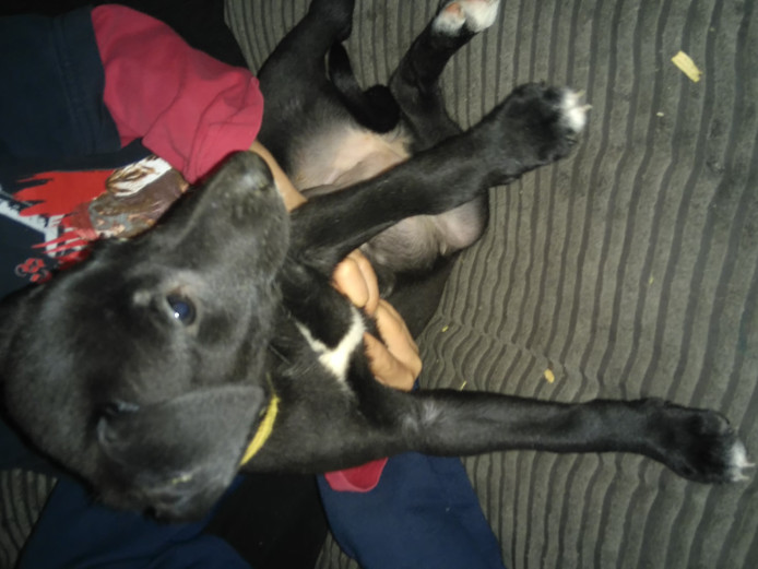 LURCHER PUPPIES FOR SALE 