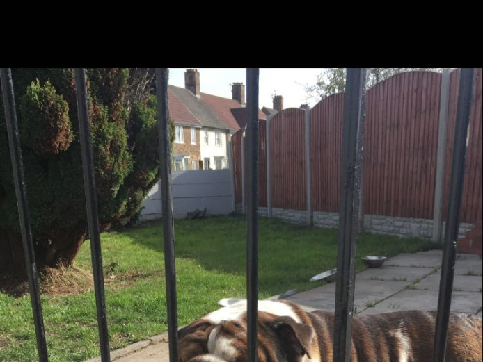 British bulldog  puppies for sale