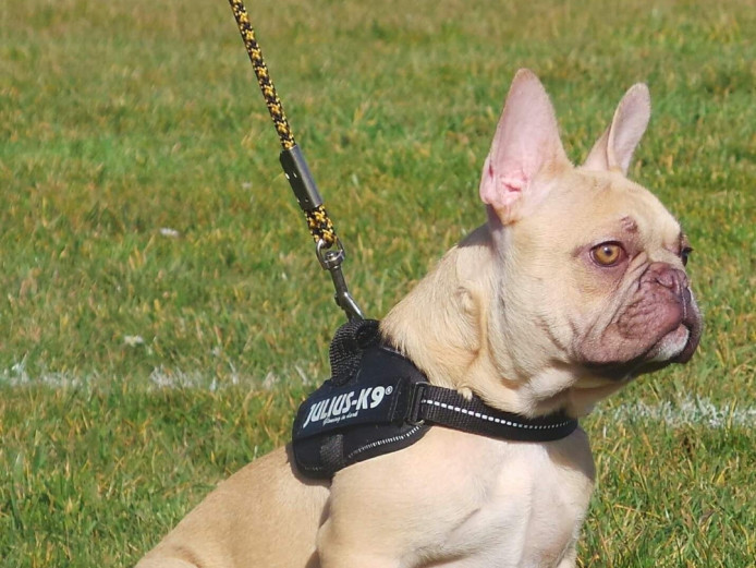 Stunning French bulldog pups