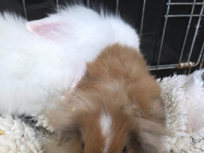 ***Stunning Miniature Lion Lops*** available now