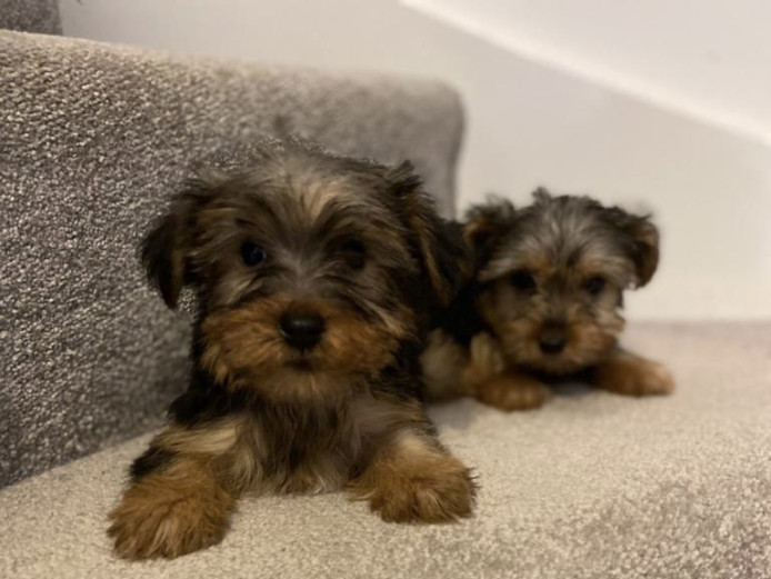 MINIATURE YORKSHIRE TERRIER BOY 