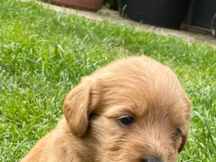 Labradoodles for sale