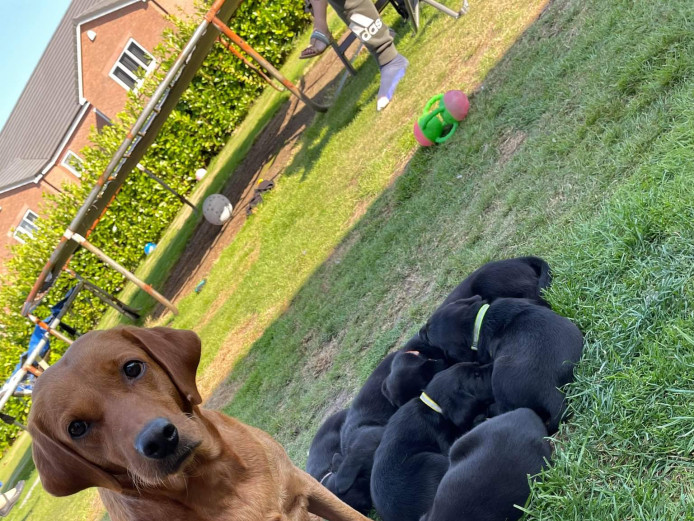 KC Reg Labrador Puppies 