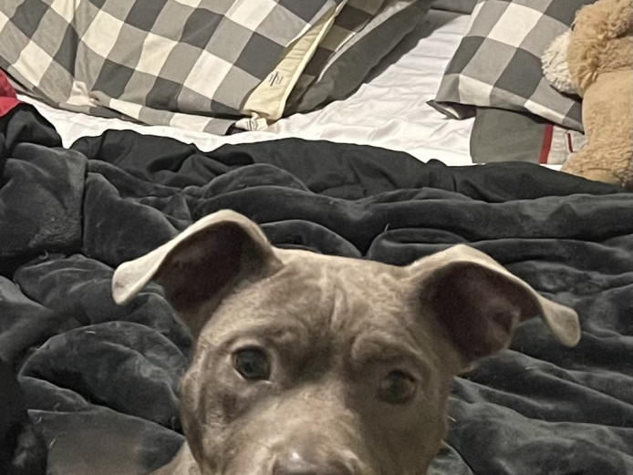 American Bully (Kane) for sale