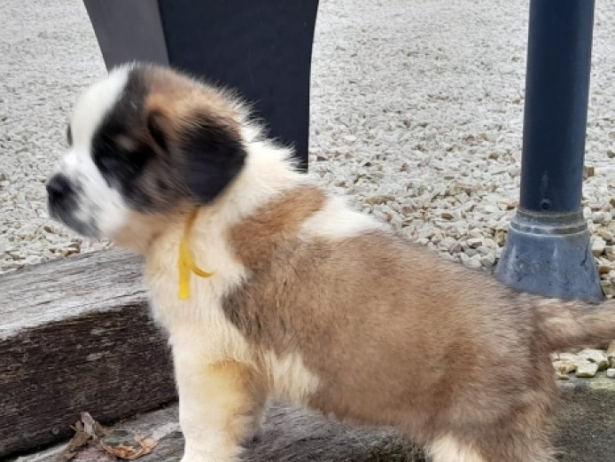 Stunning strong litter of St bernard puppies 