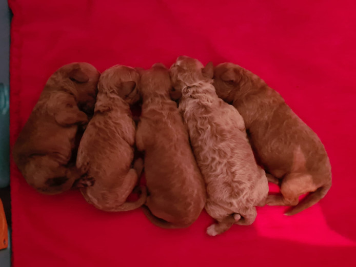 BORDOODLES/COLLIEPOO PUPPIES (HEALTH TESTED)