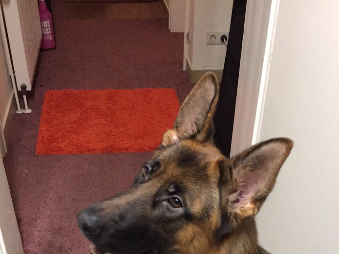 Beautiful German Shepherd