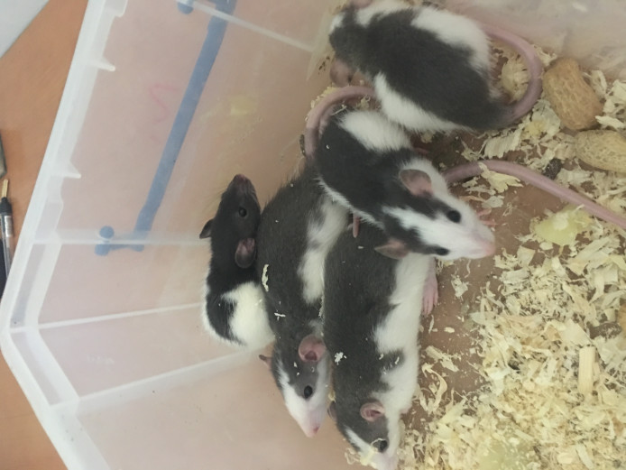 Baby Dumbo and fancy rats Rat for Sale Near Me in Horsham Mypetzilla UK