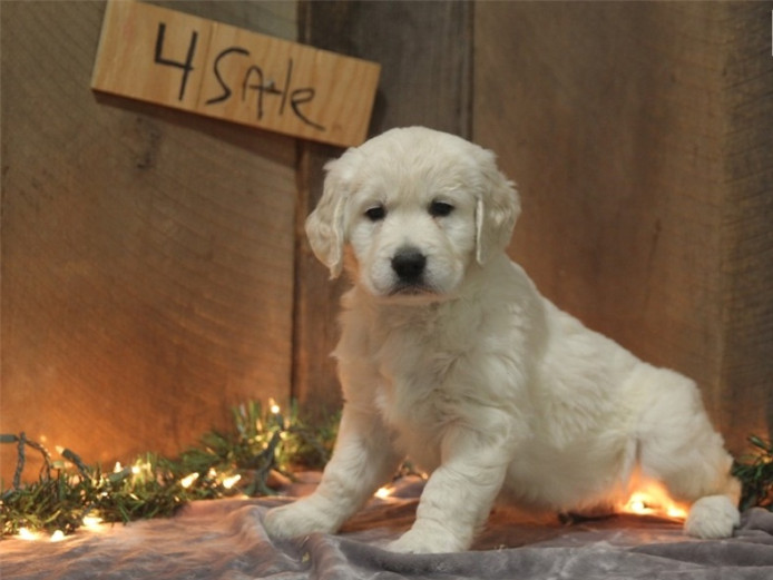 Outstanding Golden Retriever puppies 