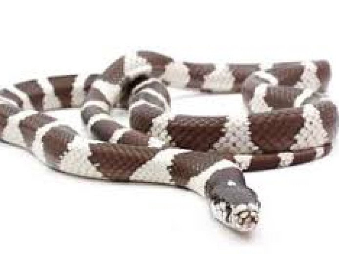female snake and set up