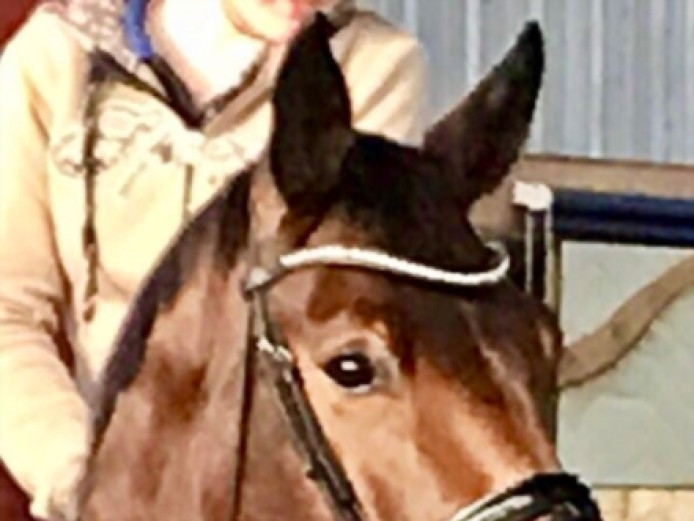 Hanoverian mare is looking for a new loving home
