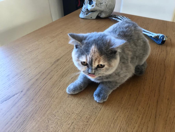 3 girls available to forever homes