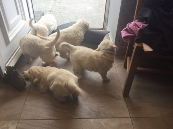 Golden Retriever Puppies For Sale