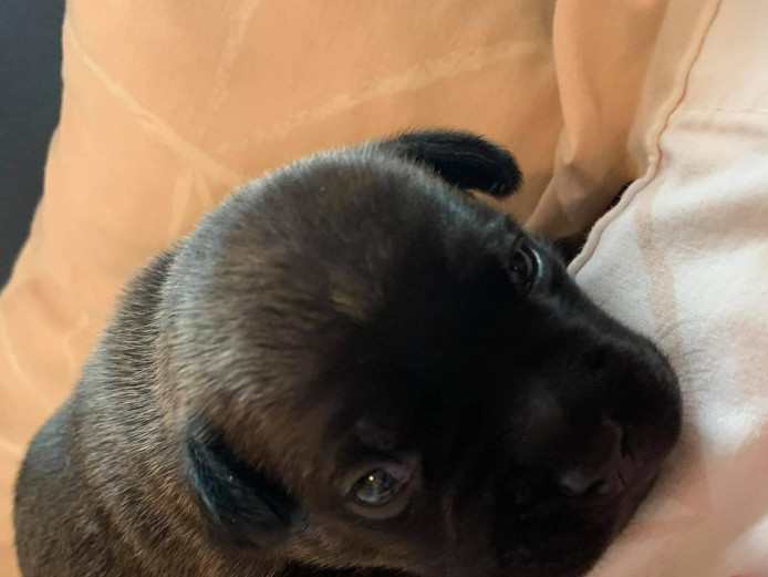 Franch bulldog x Stafforshire bull terrier puppies