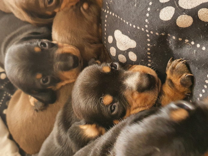 Daschund puppies 