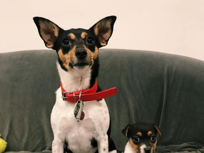 Healthy Tri Tenterfield Terrier Puppies AVAILABLE